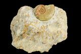 Ammonite Fossil - Boulemane, Morocco #122430-1
